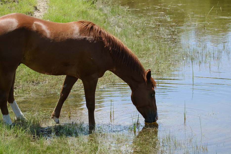 Horse drinking from a pond