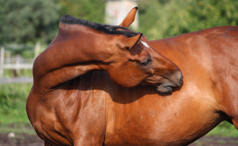 Horse Stomach Getty