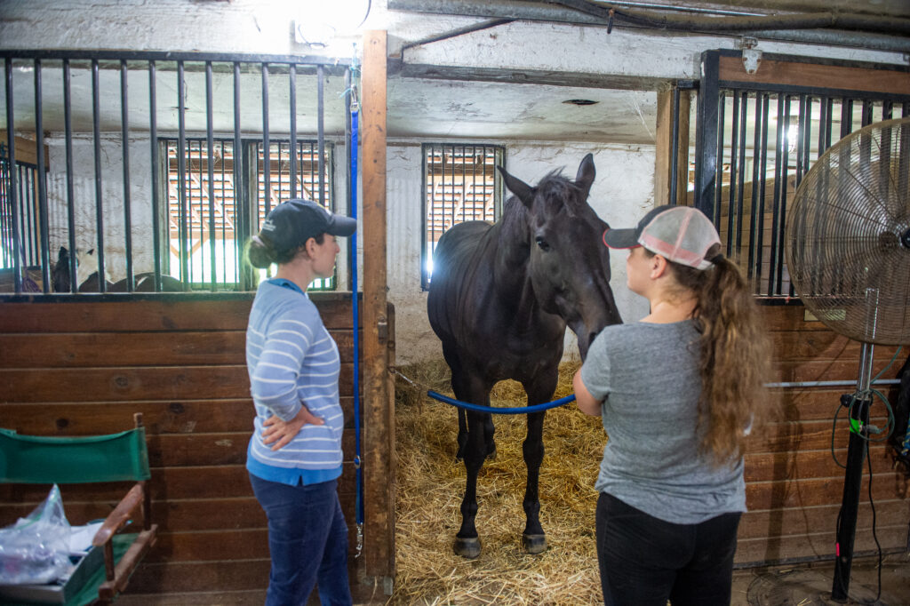Veterinarian examining a horse in a stall with the horse owner. 