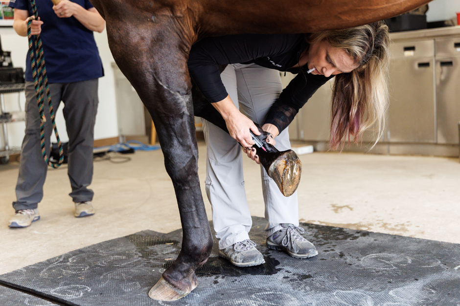 Veterinarian administering analgesia to a horse.