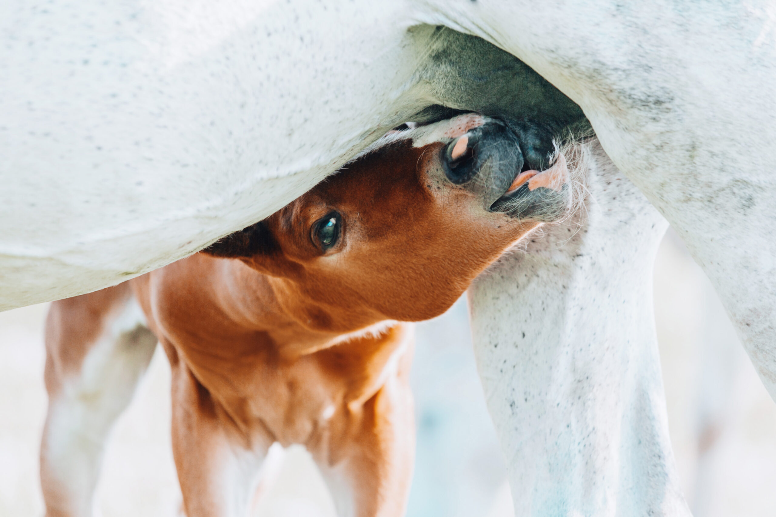 a young brown foal is drinking milk at the mother's udder