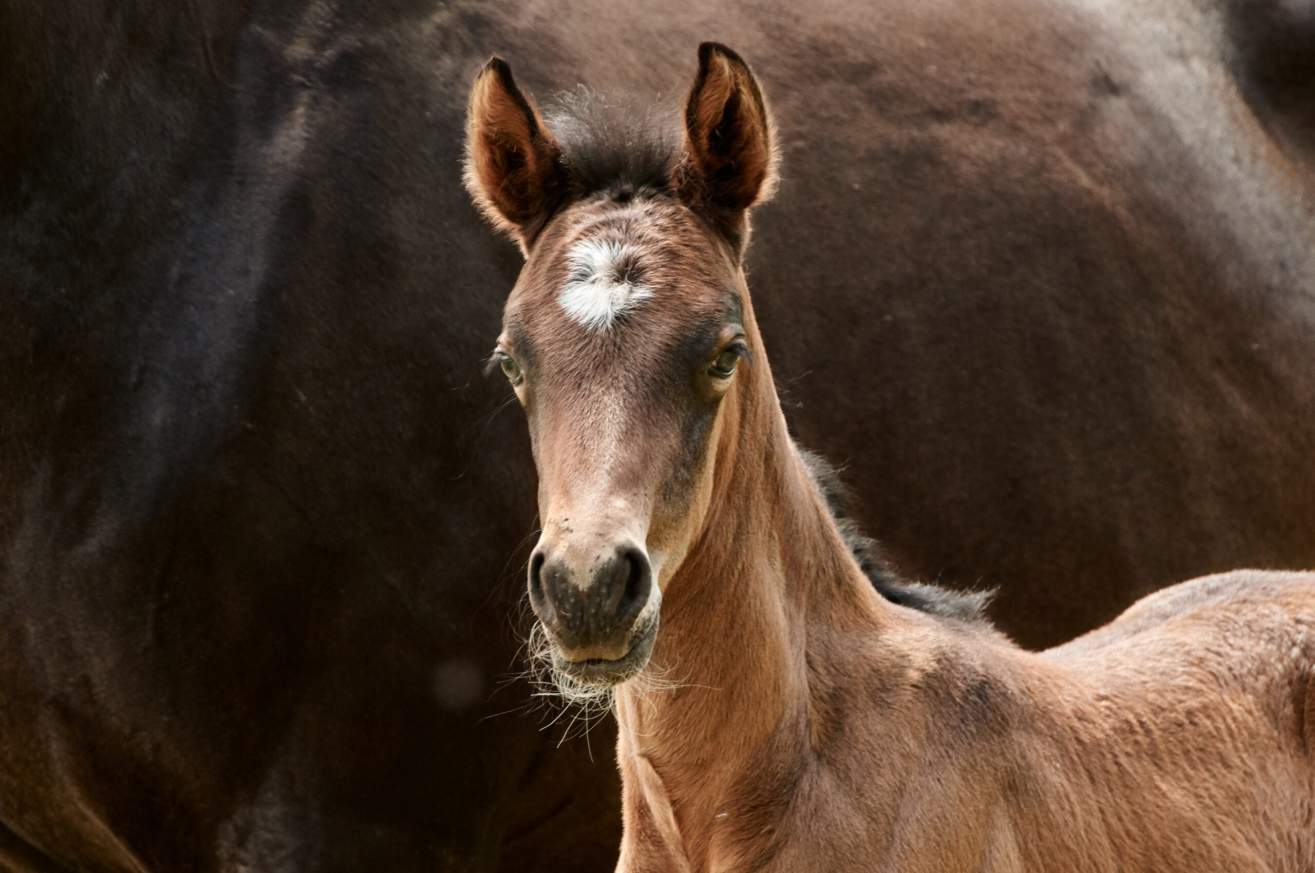 Bay foal looking at the camera
