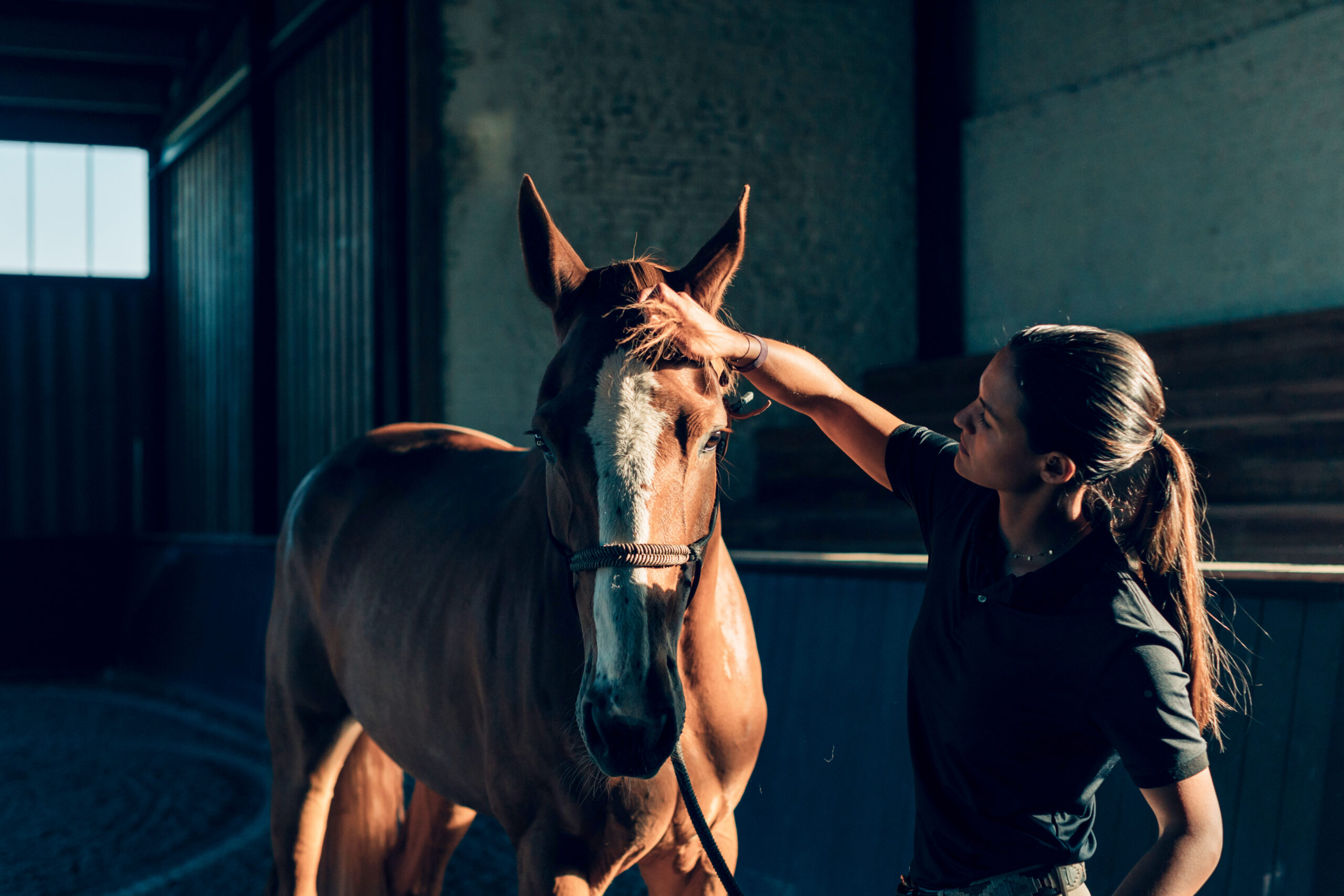 Veterinarian examining beautiful horse inside stable