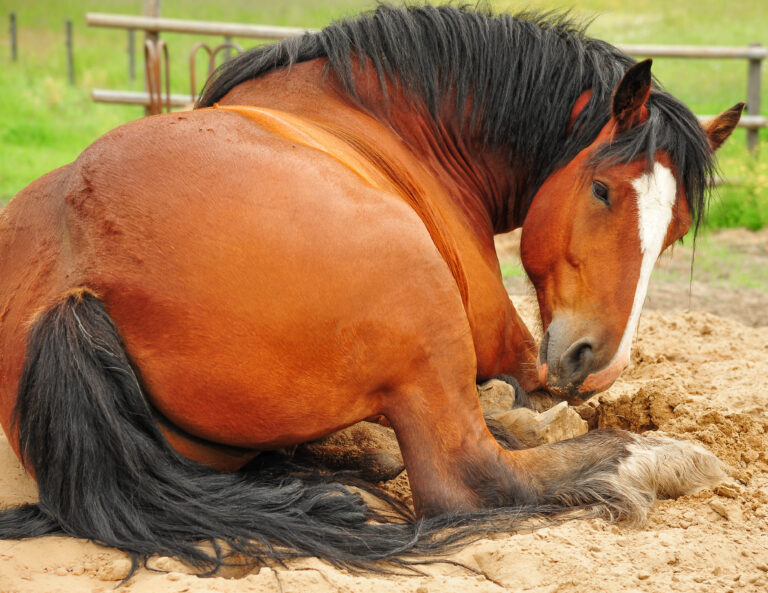 Chestnut colored Clydesdale horse resting on cool bed of sand in pasture