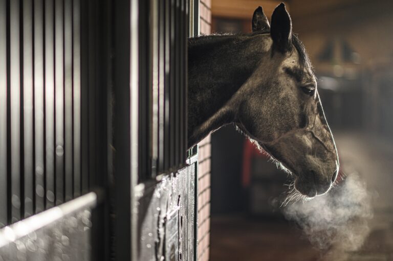 Cold Day in Equestrian Facility