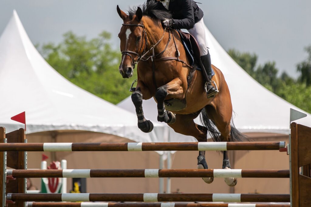 Show jumping horse.