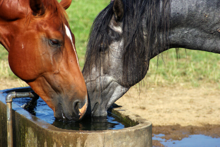 Two drinking horses
