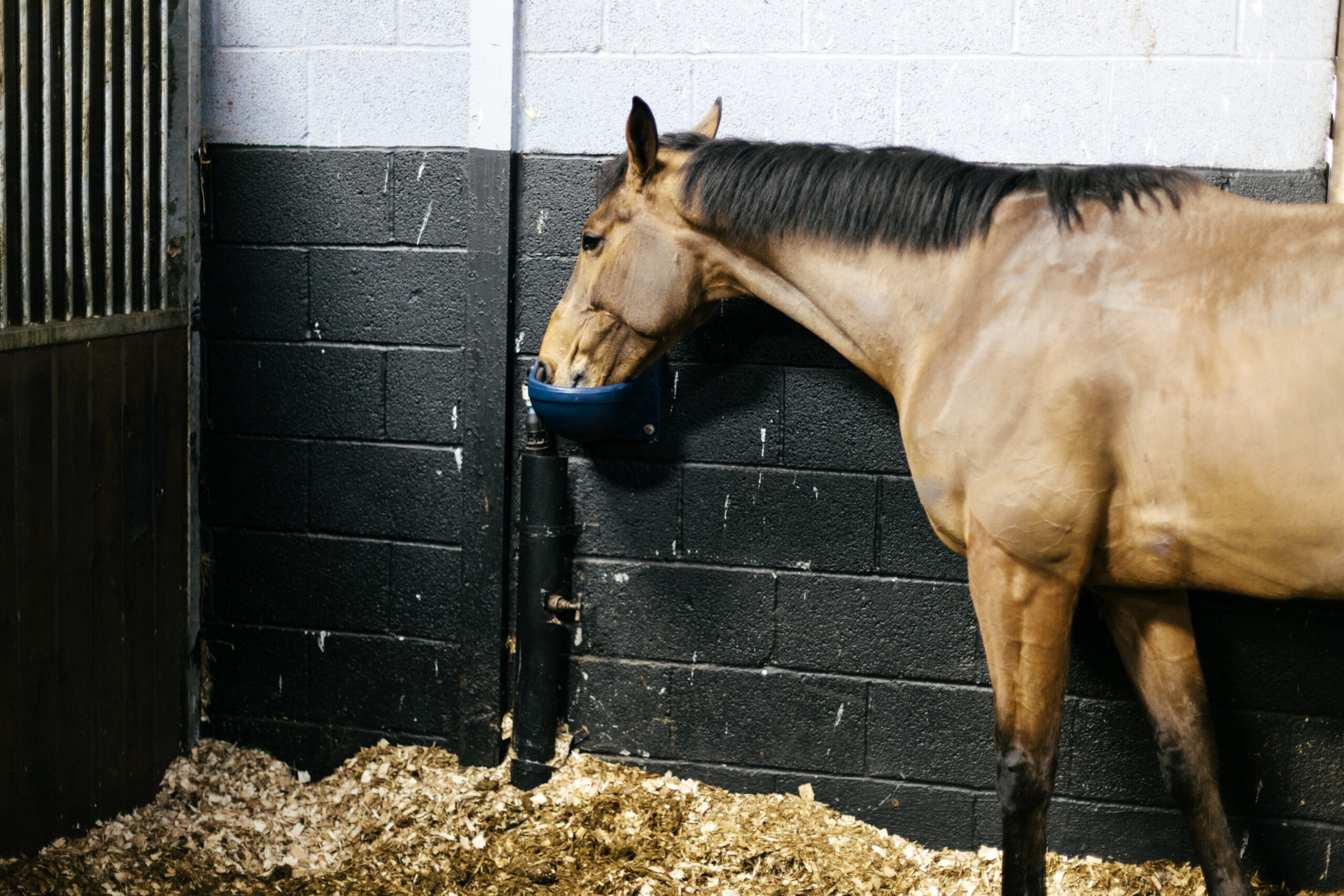 Racehorse in a stall