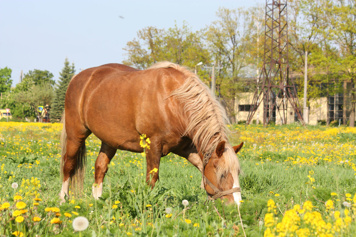 An overweight flaxen chestnut horse grazes in a grassy field. Researchers are investigating the link between obesity and equine asthma. 